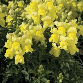 Antirrhinum majus 'Yellow' 