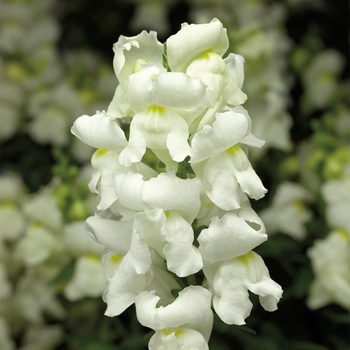 Antirrhinum majus Montego™ 'White'