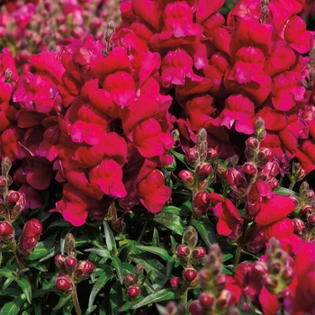 Antirrhinum majus Montego™ 'Violet'