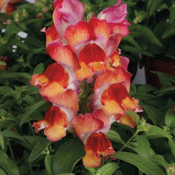 Antirrhinum majus Montego™ 'Sunset'