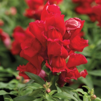 Antirrhinum majus Montego™ 'Scarlet'