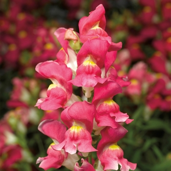 Antirrhinum majus Montego™ 'Rose Bicolor'