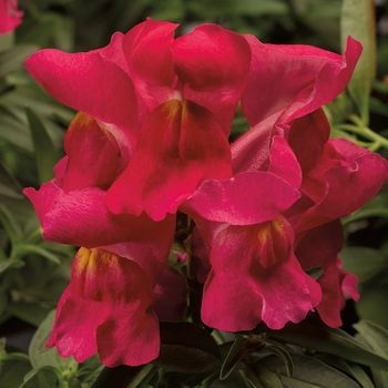 Antirrhinum majus Montego™ 'Rose'