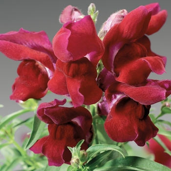 Antirrhinum majus 'Red' 