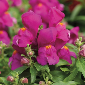 Antirrhinum majus Montego™ 'Purple'