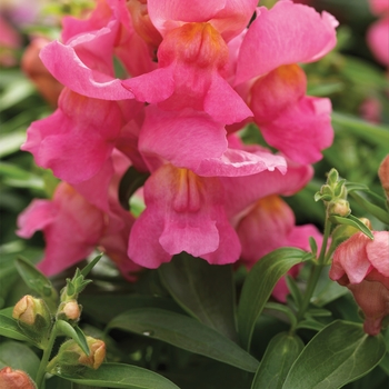 Antirrhinum majus 'Pink' 