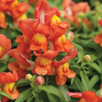 Antirrhinum majus 'Orange Bicolor' 