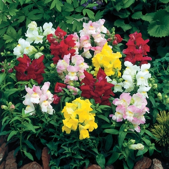 Antirrhinum majus 'Formula Mix' 