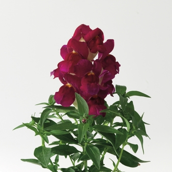 Antirrhinum majus Montego™ 'Burgundy Bicolor'