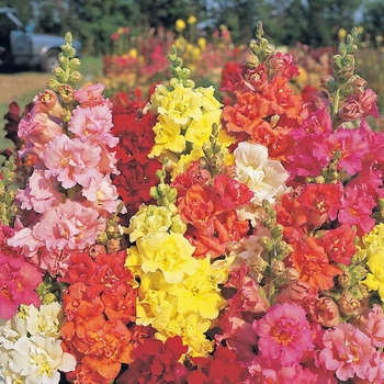 Antirrhinum majus 'Red' 