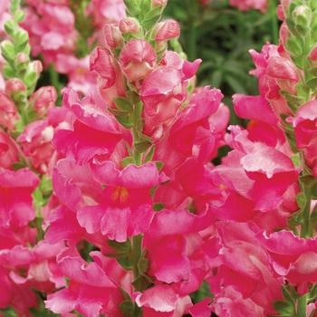 Antirrhinum majus Liberty Classic™ 'Rose Pink'