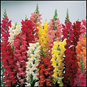 Antirrhinum majus