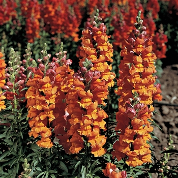 Antirrhinum majus 'Bronze' 