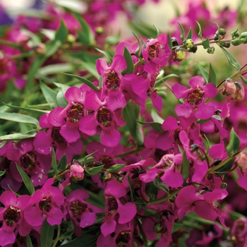 Angelonia angustifolia 'Cascade Raspberry' 