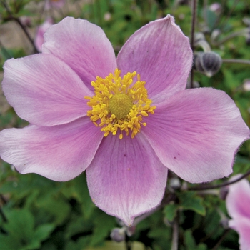 Anemone hupehensis 'Pink Saucer™'