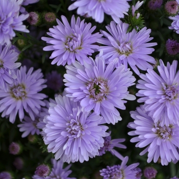 Aster novi-belgii 'Peter™ III Blue'