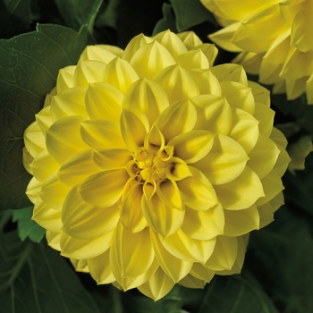 Dahlia Grandalia™ Yellow