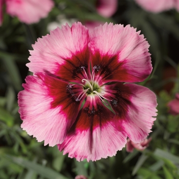 Dianthus chinensis 'Crimson Eye' 