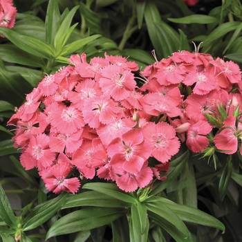 Dianthus barbatus 'Salmon' 