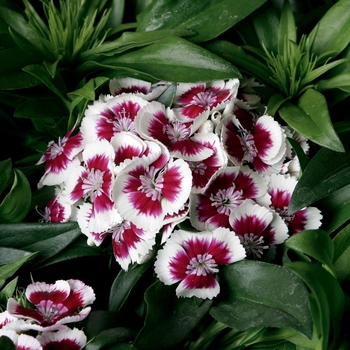 Dianthus barbatus Barbarini® 'Red Picotee'