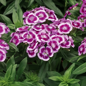 Dianthus barbatus 'Purple Picotee' 