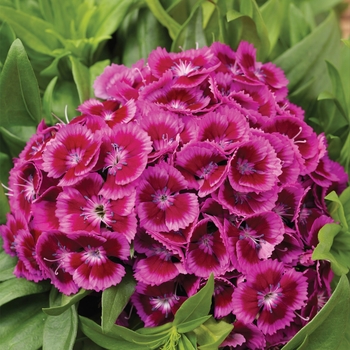 Dianthus barbatus 'Purple Bicolor' 