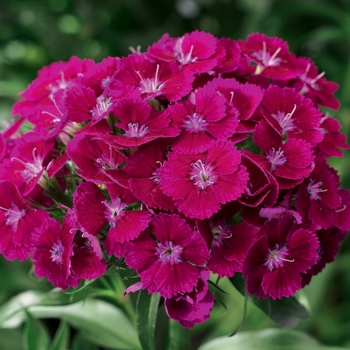 Dianthus barbatus