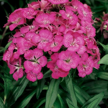 Dianthus barbatus 'Lilac' 