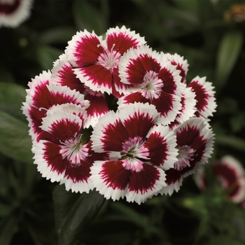 Dianthus barbatus 'Red Picotee' 