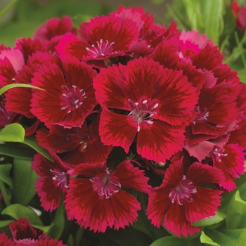 Dianthus barbatus 'Red' 