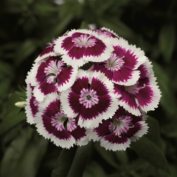 Dianthus barbatus 'Purple Picotee' 