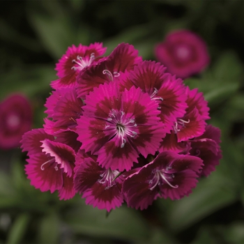 Dianthus barbatus 'Purple' 