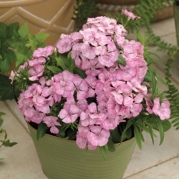 Dianthus barbatus 'Pink Pearl' 