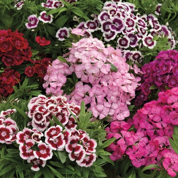 Dianthus barbatus 'Mix' 