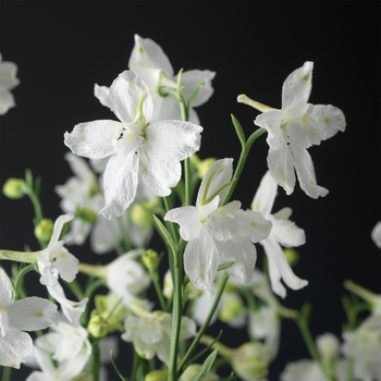 Delphinium grandiflorum 'White' 