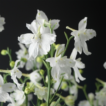 Delphinium grandiflorum Delfix® 'White'