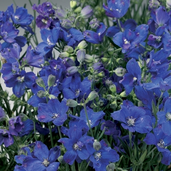 Delphinium grandiflorum 'Blue' 