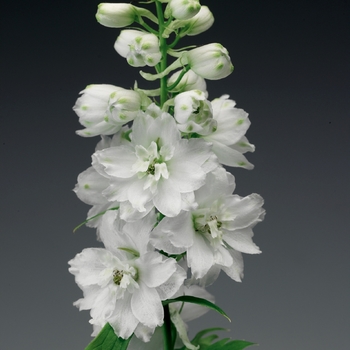 Delphinium elatum 'Pure White' 