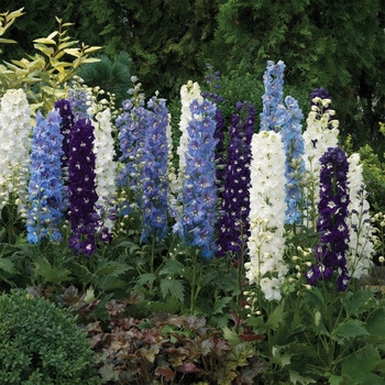 Delphinium elatum Excalibur™ 'Dark Blue White Bee'