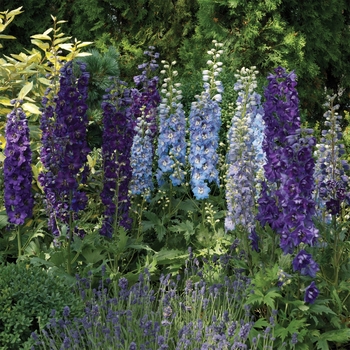 Delphinium elatum 'Dark Blue Black Bee' 