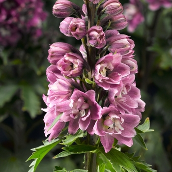 Delphinium elatum Delphina™ 'Rose White Bee'