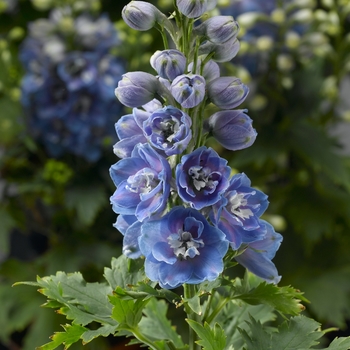 Delphinium elatum Delphina™ 'Light Blue White Bee'