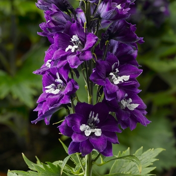 Delphinium elatum 'Dark Blue White Bee' 