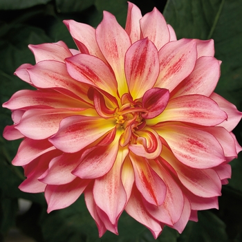 Dahlia 