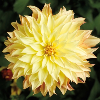 Dahlia Grandalia™ 'Sunny Flame'