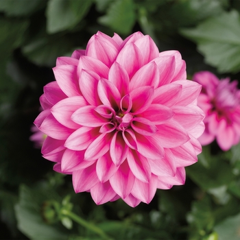 Dahlia 'Rose' 