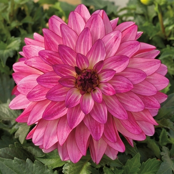 Dahlia 'Pink' 