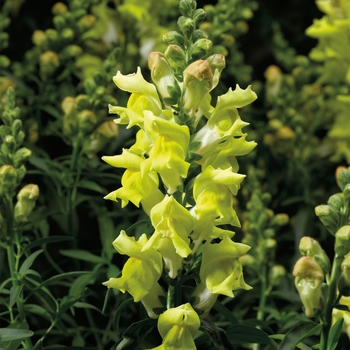 Antirrhinum majus 'Yellow' 