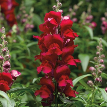 Antirrhinum majus Snapshot™ '' (116798)