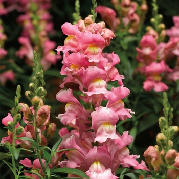 Antirrhinum majus 'Pink' 